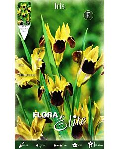 Ирис Tuberosa