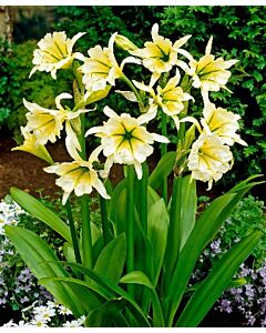 Исмене (Hymenocallis con sulphur queen)