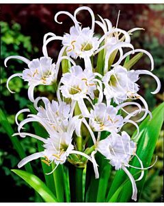 Исмене (Hymenocallis festalis)
