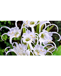 Исмене /Hymenocallis festalis размер XXL
