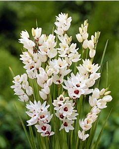 Иксия /Ixia 'Giant'/ 1 бр