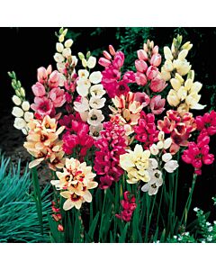 Иксия микс - Ixia Mixed - 10 бр.
