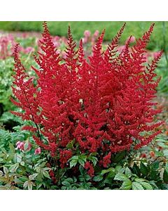 Астилбе - Astilbe Vesuvius - 1бр