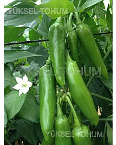 Пипер JALAPENO F1- ZKI - 500 семена