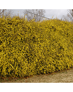 Жасмин (Jasminum Nudiflorum)(зимен)- жълт	
