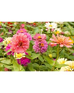 Семена Zinnia elegans - 1кг