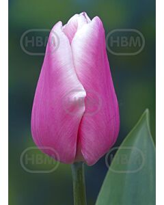 Лале Jumbo Beauty 1 бр*