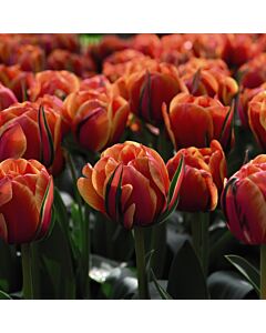 Лале QUEENSDAY/ 1 бр