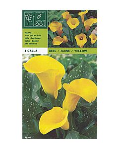 кала Yellow