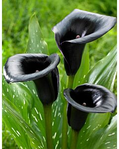 Колекция Кала Black 