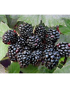 Къпина (Rubus Fruticosus Black Satin)