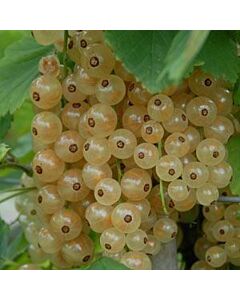 Касис (Ribus Rubum Witte Parel)-бял