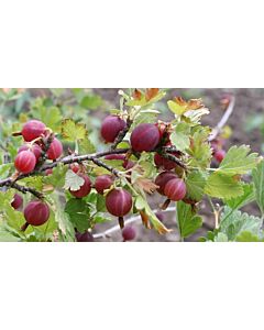 Касис (Ribes Uva-Crispa Hinnonmäki Röd)