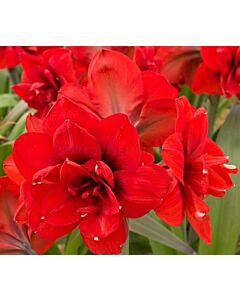 Амарилис Double King - Hippeastrum double galaxy Double King - 1бр.