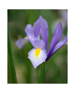 Ирис dutch 'King Mauve - 1 бр.