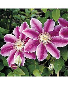Клематис (Clematis Dr. Ruppel) 