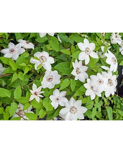 Клематис (Clematis Miss Bateman)
