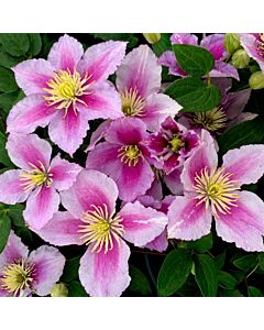 Клематис (Clematis Piilu)