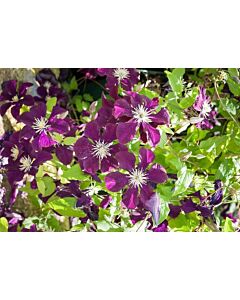 Клематис (Clematis Warszawska Nike)
