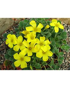 Оксалис /Oxalis purpurea 'Ken Aslet''/ 1бр 