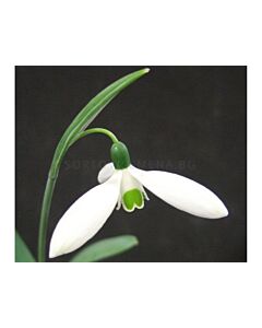 Кокиче Galanthus Elwesii