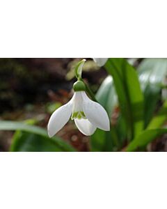 Кокиче Galanthus Worowonii 