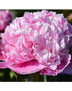 Божур/ LACTIFLORA Koningin Wilhelmina - 1 бр.