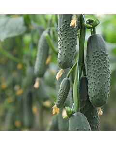 Семена корнишони (Gherkins) KS 707 F1