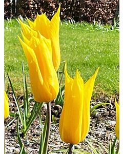 Лале /Tulip La Perla/ 11/12