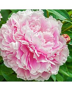 Божур/ LACTIFLORA  Lady Alexandra Duff - 1 бр.