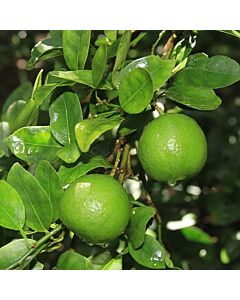 Лайм мексикански Citrus Aurantiifolia Mexican Lime