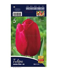 Лале Darwin Hybrid-Red. Аграра ООД
