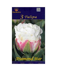 Лале Diamond Star