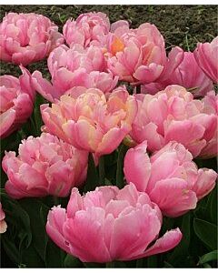 Лале (Tulip) Double Early Pink Star 