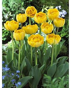Лале Double Late Yellowa