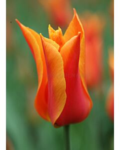 Лале Lilyflowering Ballerina 