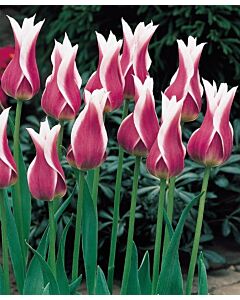 Лале Lilyflowering Claudia*