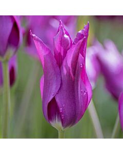 лале Lilyflowering Purple dream*