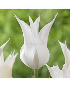 Лале Lilyflowering Sapporo