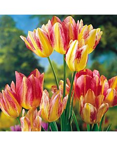Лале Multiflora Antoinette*