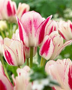 лале Multiflora Candy Club