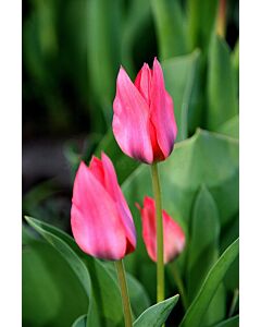 Лале Multiflora Toronto