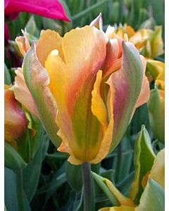 лале Viridiflora Golden Artist