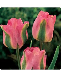 Лале Viridiflora Groenland 11/12