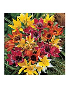 Лалета Botanical микс 10 бр (пакет) - 20 см