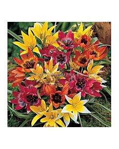 Лалета Botanical микс 10 бр (пакет) - 20 см - 1 оп (10 луковици)
