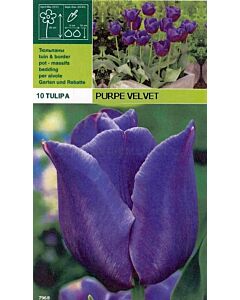 Лалета Purple Velvet (пакет - 10 луковици)