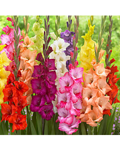 Гладиоли микс/ large-flowered mixed - 1 брой