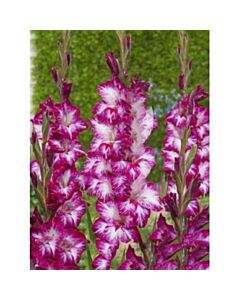 Гладиол /Gladiolus  'Repollo Rojo' /1 бр