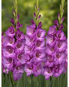 Гладиол large-flowered  'Lennon' 10/12 - 1 бр.